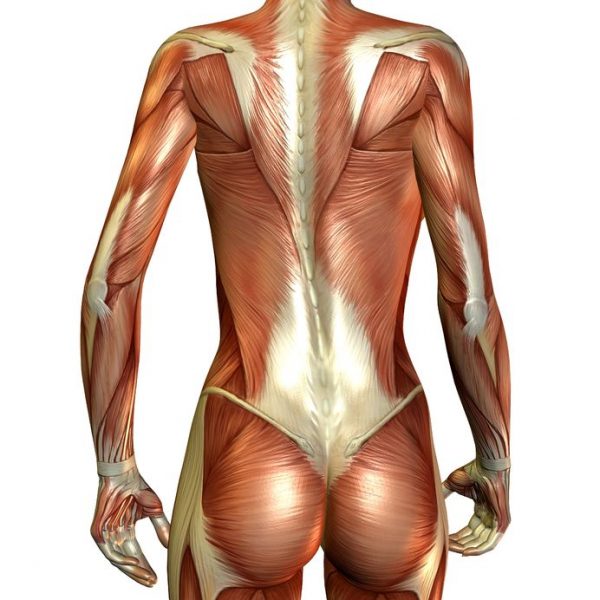 背面から見た筋･筋膜構造