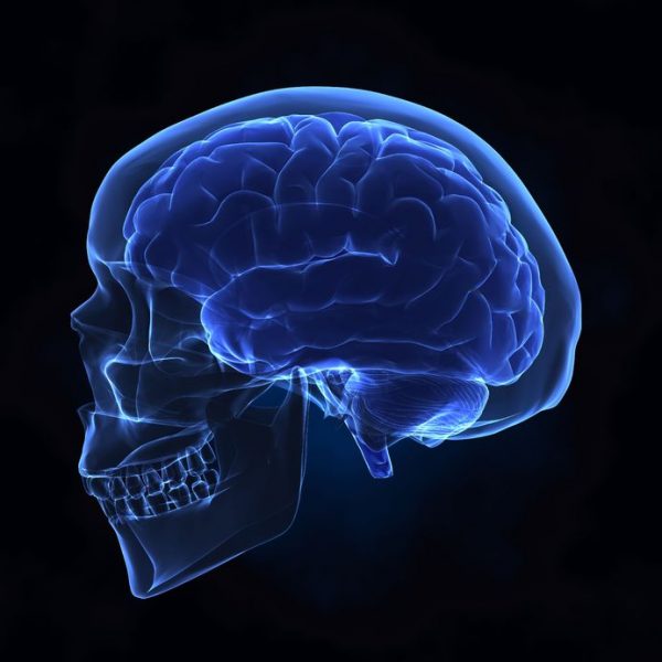 頭蓋骨は脳の可動性を投影する